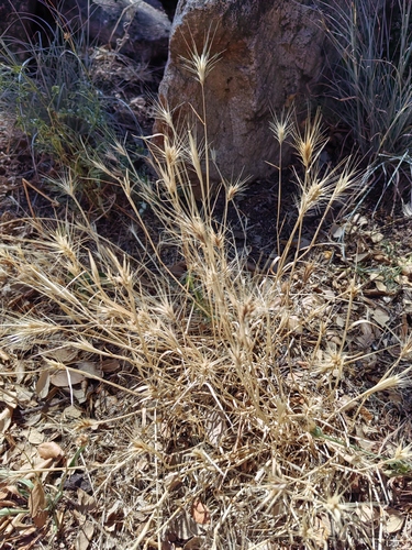 Aegilops geniculata observed 2026-07-02