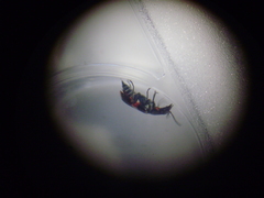 Anthocomus fasciatus