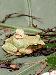 Kurixalus berylliniris