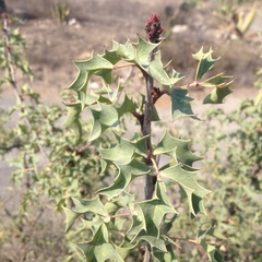 Berberis trifolia