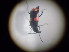 Anthocomus fasciatus