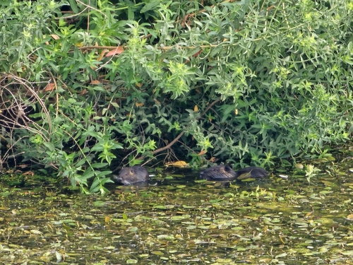 Coypu