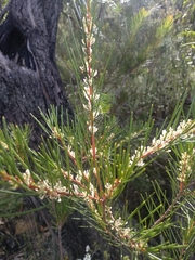 Hakea propinqua