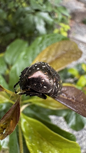 Protaetia orientalis submarmorea