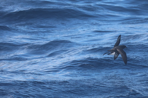 Providence Petrel (Pterodroma solandri), photo 8