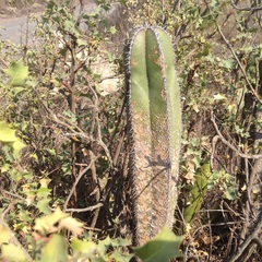 Lophocereus marginatus