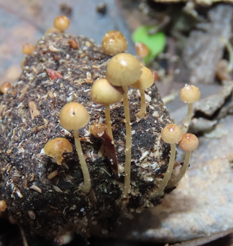Dung Roundhead