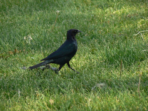 Brewer's Blackbird