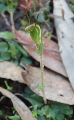 dwarf greenhood