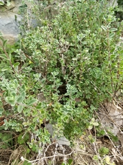 Origanum majorana