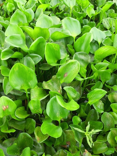 common water hyacinth