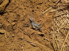 Urosaurus auriculatus
