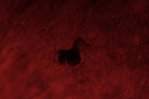 Puffinus pacificus observed 2026-07-01