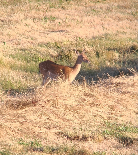 European Fallow Deer