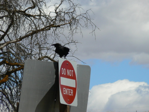 Common Raven
