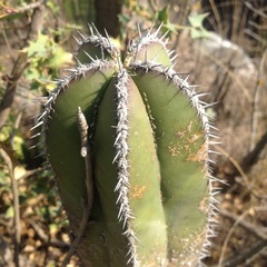 Lophocereus marginatus