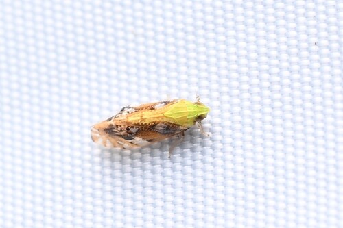 Tropidocephala brunnipennis observed 2026-07-01