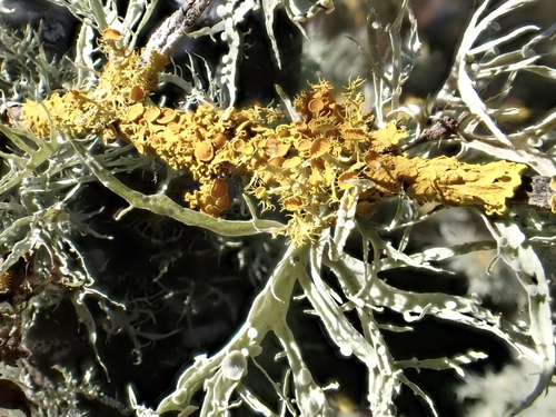 Golden-eye Lichen