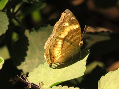 Junonia elgiva
