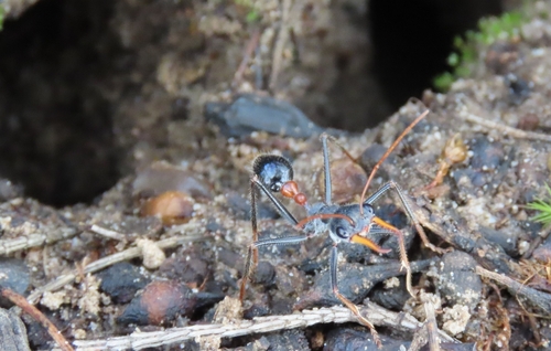 Myrmecia rufinodis
