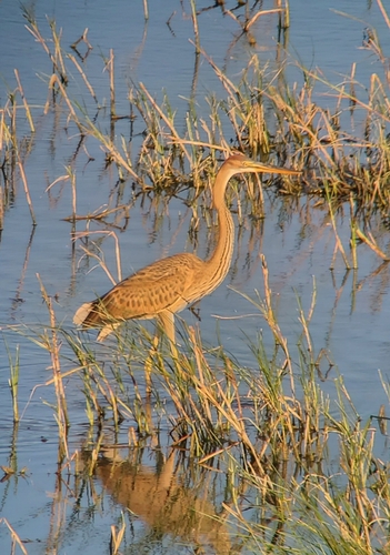 Purple Heron