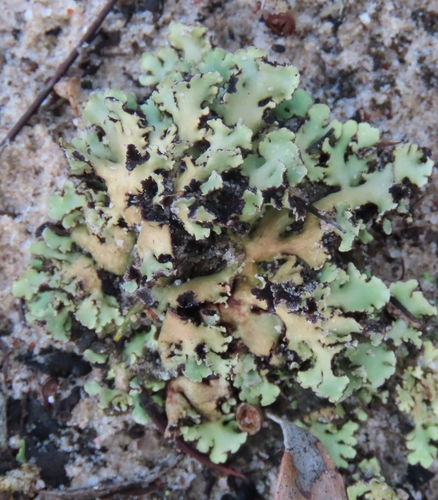 Heterodea muelleri