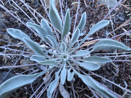 Physaria douglasii, 2026-07-03