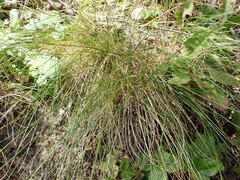 Festuca nigrescens, photograph (c) elik03, some rights reserved (CC BY)