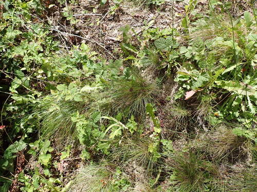 Festuca nigrescens