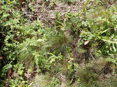 Festuca nigrescens