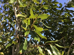 Syzygium guineense
