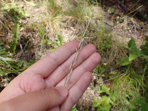 Festuca nigrescens, photograph 3