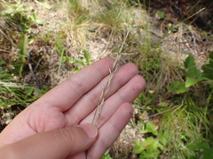 Festuca nigrescens, photograph (c) elik03, some rights reserved (CC BY)