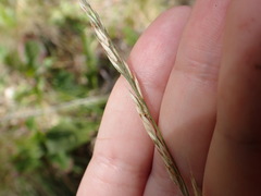 Festuca nigrescens, photograph (c) elik03, some rights reserved (CC BY)