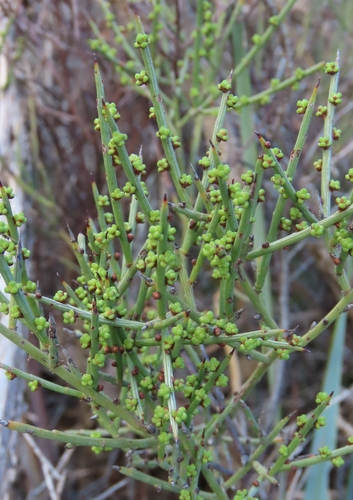 spiny wattle