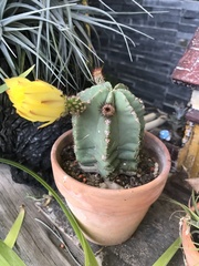 Echinocereus subinermis subinermis