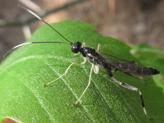 Poemeniinae
