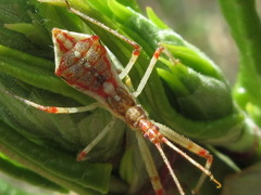 Epidaus tuberosus