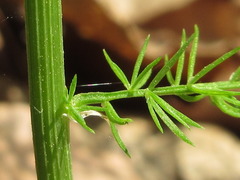 Asparagus schoberioides
