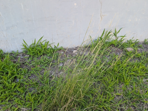 Glyceria ischyroneura iNat (2)