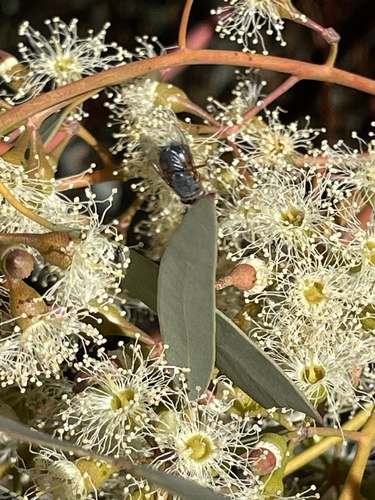 Calliphora dubia