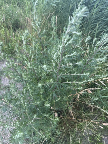 common mugwort