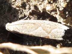 Ancylis repandana