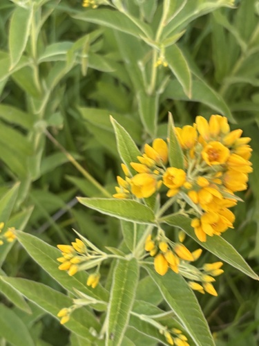 Yellow Loosestrife