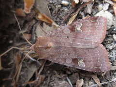 Diarsia canescens