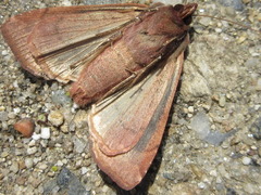 Diarsia canescens