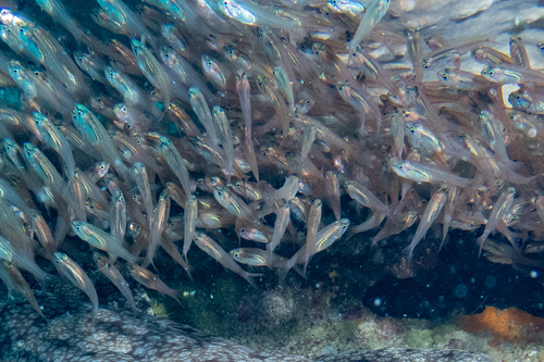 Black-nosed cardinalfish (Verulux cypselurus) — Apogonidae — 4