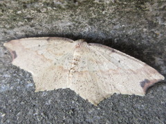 Pareclipsis gracilis