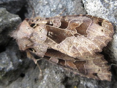 Clavipalpula aurariae