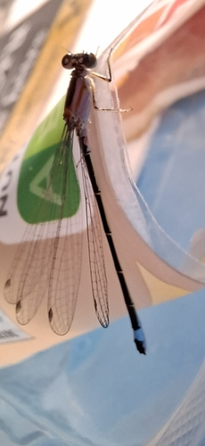 Blue-tailed Damselfly